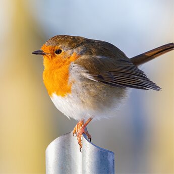 Dieren