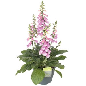 Digitalis Pink Panter, in 17cm-pot - afbeelding 1