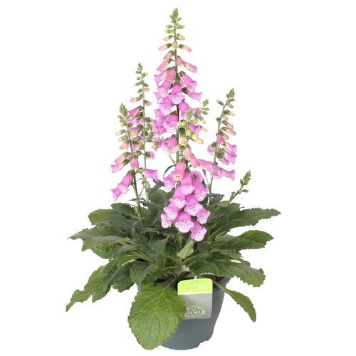 Digitalis Pink Panter, in 23cm-pot - afbeelding 1