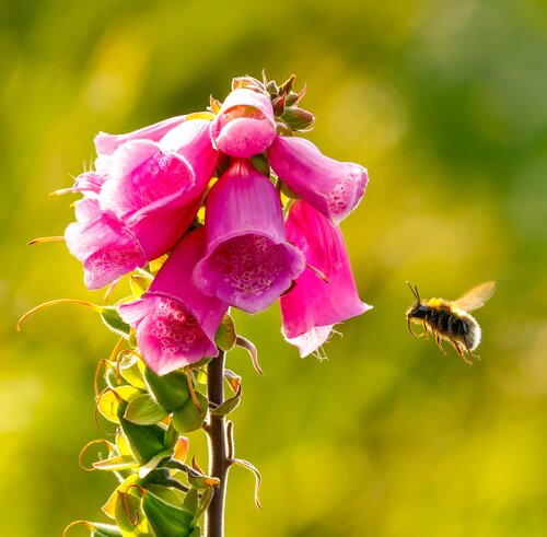 Digitalis Pink Panter, in 23cm-pot - afbeelding 2