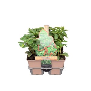 Pachysandra terminalis in sixpack