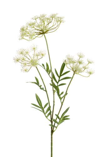 Dill spray x3 80cm white