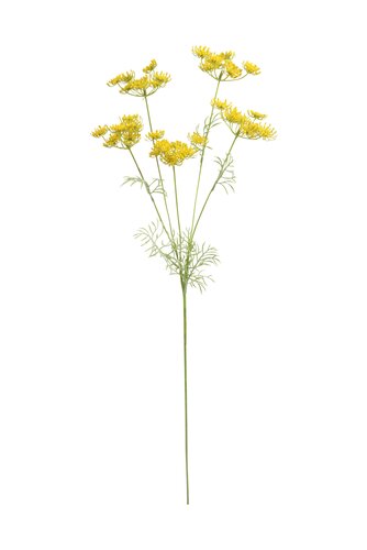 Dille Geel 81 cm