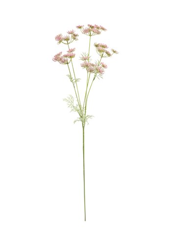 Dille Roze 81 cm