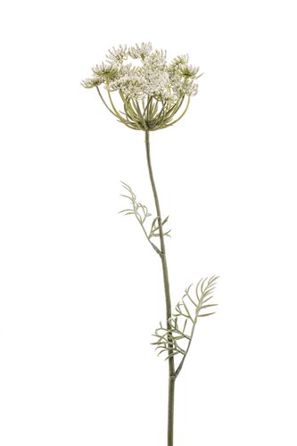 Dille Tak Zijde - 67cm Wit