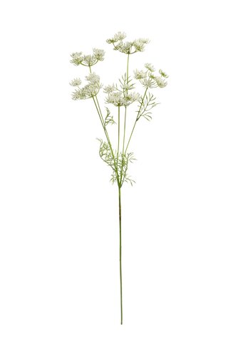 Dille Wit 81 cm