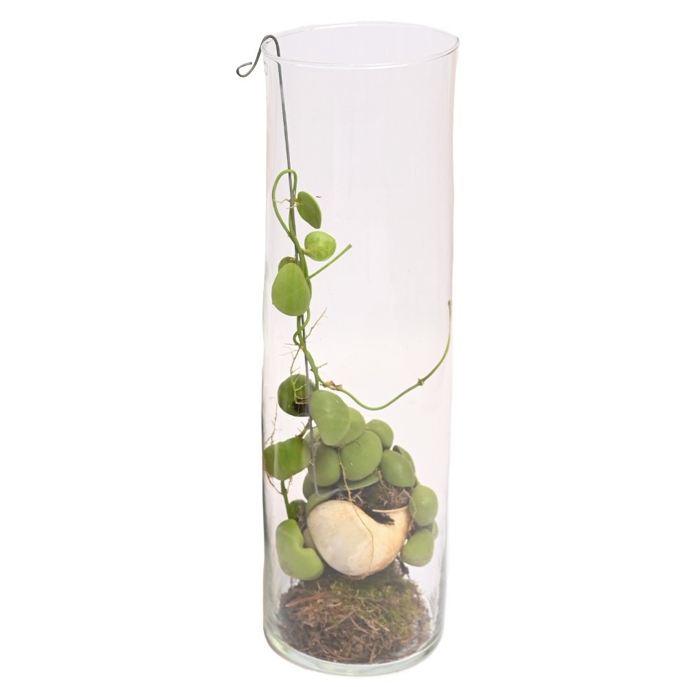 Dischidia ‘Snaily’, in 36cm-vaas - Tuincentrum Coppelmans