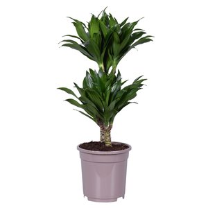 Dracaena Compacta, in 17cm-pot 60cm hoog