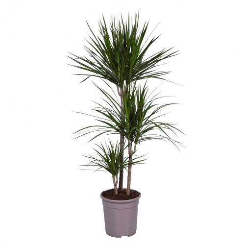 Dracaena Marginata, in 24cm-pot 130cm hoog