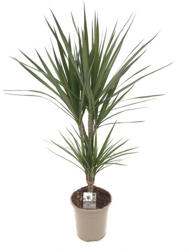 Dracaena Marginata, in 17cm-pot 80cm hoog