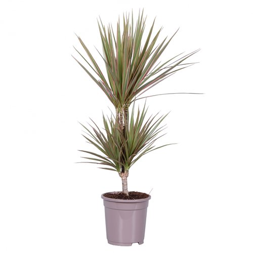 Dracaena Marginata Bicolor, in 17cm-pot 85cm hoog