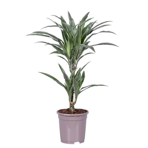 Dracaena Warneckei, in 17cm-pot 70cm hoog