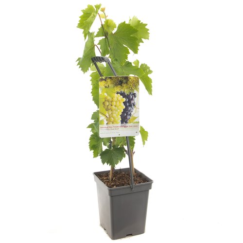 Druivenstruik (Vitis vin. Duo-druif - draagbeugel), in pot
