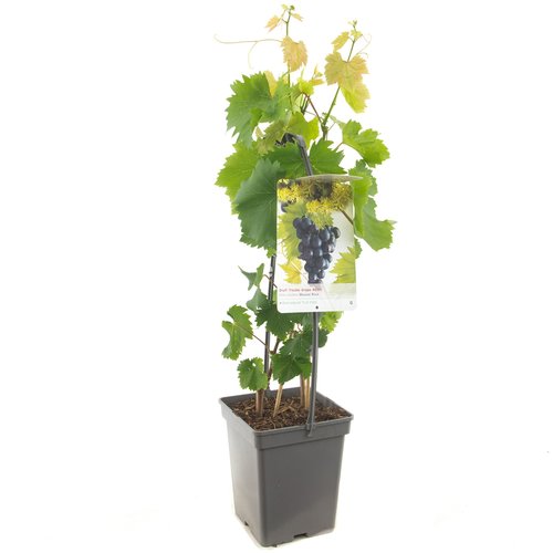 Druivenstruik (Vitis vin. Muscat Blue - draagbeuge), in pot