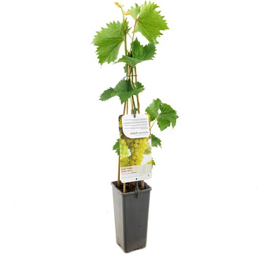 Druivenstruik (Vitis vinifera Bianca), in pot