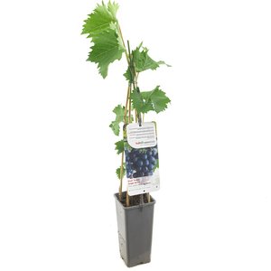 Druivenstruik (Vitis vinifera Boskoop Glorie), in pot