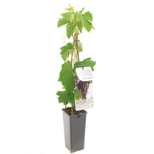 Druivenstruik (Vitis vinifera Heike), in pot