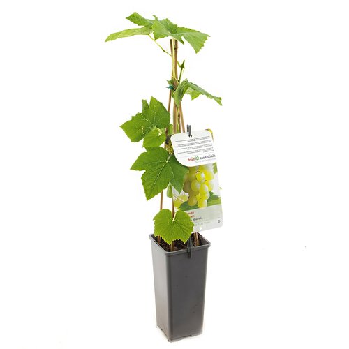 Druivenstruik (Vitis vinifera Himrod), in pot