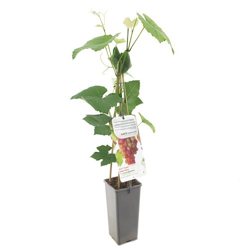 Druivenstruik (Vitis vinifera Katharina), in pot