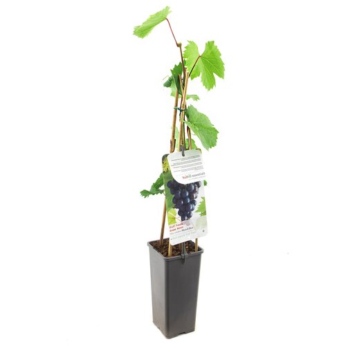 Druivenstruik (Vitis vinifera Muscat Blue), in pot