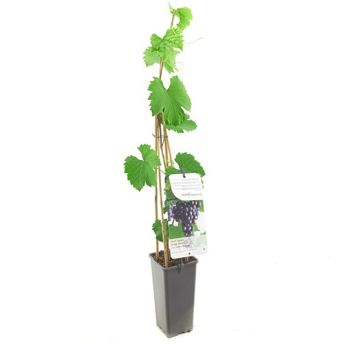 Druivenstruik (Vitis vinifera Regent), in pot