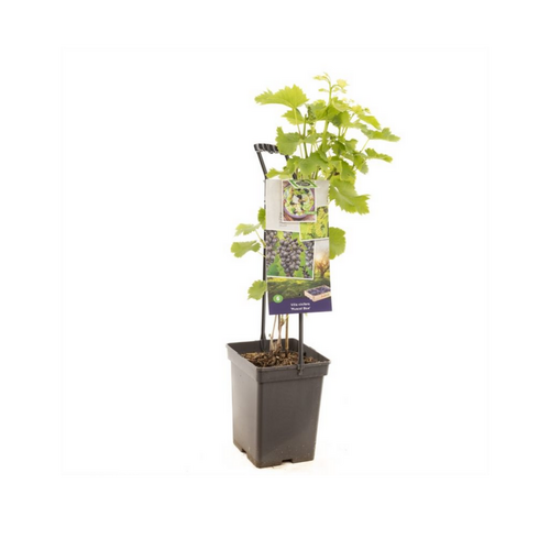 Druifpyramide (Vitis vin. Muscat Blue), in 24cm-pot