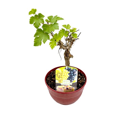 Druivenboom, in 19cm-pot