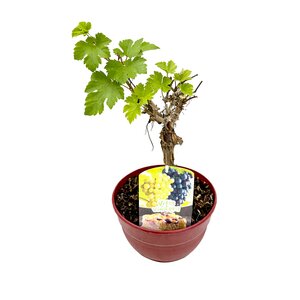 Druivenboom, in 19cm-pot