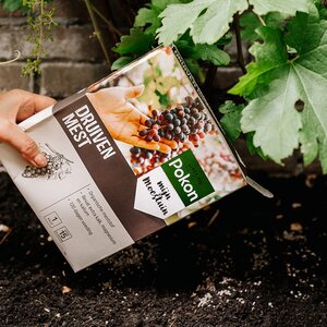 Druivenmest 1kg - afbeelding 3