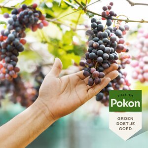 Pokon Druivenmest 1kg - afbeelding 4