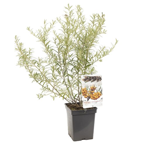 Duindoorn (Hippophae rhamnoides Fried Orange), in pot