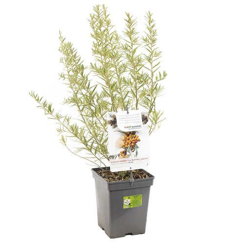 Duindoorn (Hippophae rhamnoides Hergo), in pot