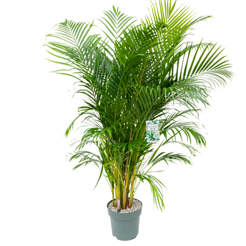 Dypsis in 27cm-pot