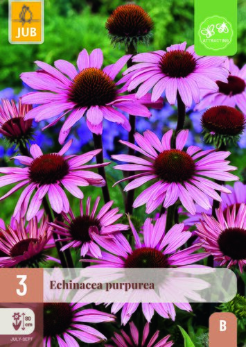 Echinacea purpurea 3st