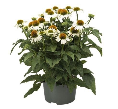 Echinacea Sombrero Blanco, in 17cm-pot