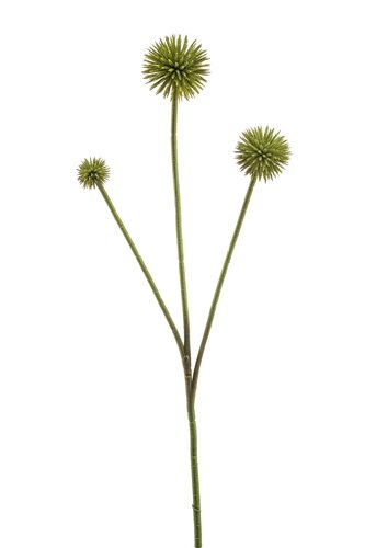 Echinops Tak Zijde - 70cm Groen