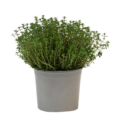 Echte Tijm, in 14 cm-pot