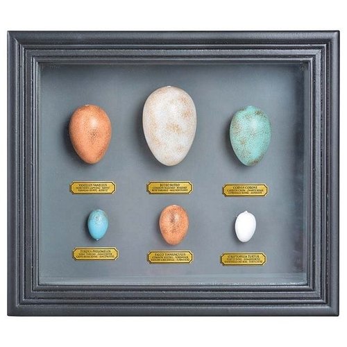 Eierencollectie in lijst