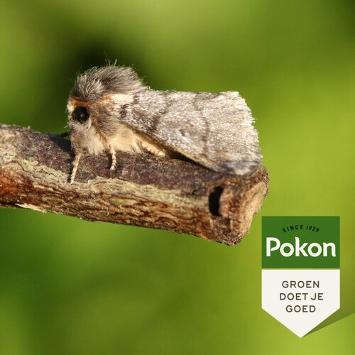 Eikenprocessiemotval - afbeelding 3