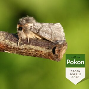 Eikenprocessiemotval - afbeelding 3