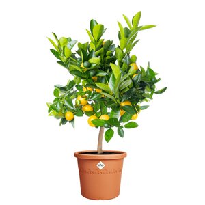 Elho algarve cilindro 30cm terra - afbeelding 2