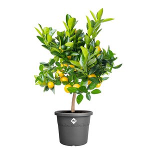 Elho algarve cilindro 35cm antraciet - afbeelding 2