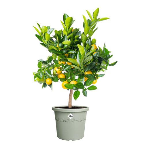 Elho algarve cilindro 35cm tijmgroen - afbeelding 2