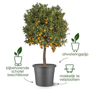 Elho algarve cilindro 35cm tijmgroen - afbeelding 3
