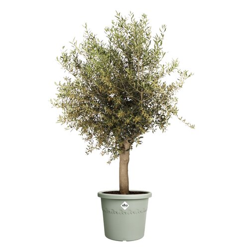 Elho algarve cilindro 40cm tijmgroen - afbeelding 2