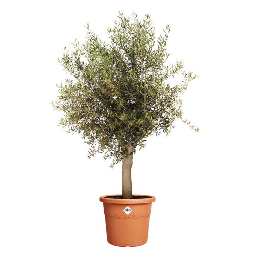 Elho algarve cilindro 48cm terra - afbeelding 2