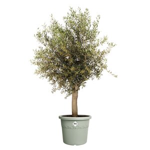 Elho algarve cilindro 48cm tijmgroen - afbeelding 2