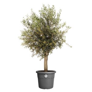 Elho algarve cilindro 58cm antraciet - afbeelding 2