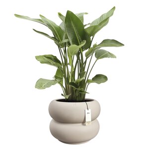 Elho Amber Roll Low bloempot - D43xH40cm Balanced beige - afbeelding 2