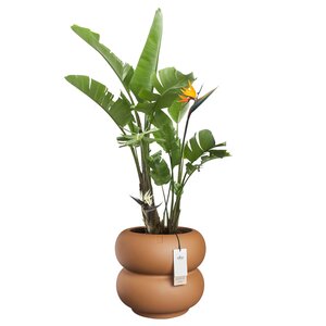 Elho Amber Roll Low bloempot - D43xH40cm Karamel - afbeelding 2